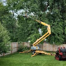 Best Leaf Removal  in Shingle Springs, CA