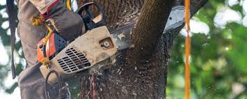Best Tree Removal  in Shingle Springs, CA