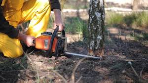 Best Lawn Disease Treatment  in Shingle Springs, CA