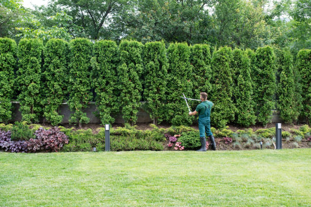 Best Lawn Renovation and Restoration  in Shingle Springs, CA