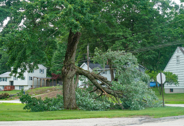 Trusted Shingle Springs, CA Tree Removal Experts