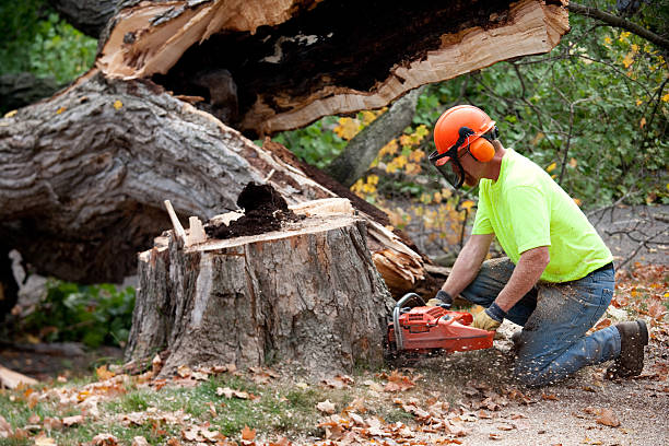 Best Utility Line Clearance  in Shingle Springs, CA
