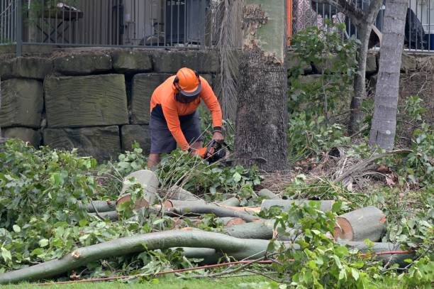 Best Tree Risk Assessment  in Shingle Springs, CA