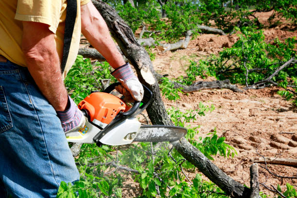 Best Commercial Tree Services  in Shingle Springs, CA