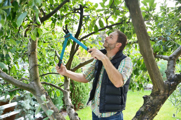 Lawn Watering Services in Shingle Springs, CA